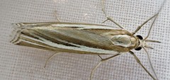 Hednota relatalis