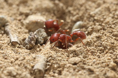 Pogonomyrmex subdentatus