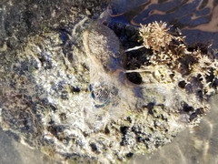 Navanax inermis