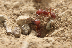 Pogonomyrmex subdentatus