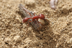 Pogonomyrmex subdentatus