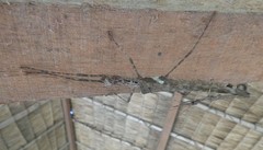 Trachythorax