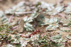 Pogonomyrmex subdentatus
