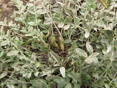 Astragalus scaberrimus