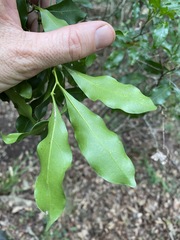 Toechima tenax
