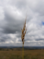 Chrysopogon serrulatus