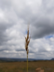 Chrysopogon serrulatus