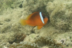 Amphiprion barberi