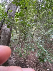Toechima tenax