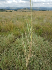 Chrysopogon serrulatus
