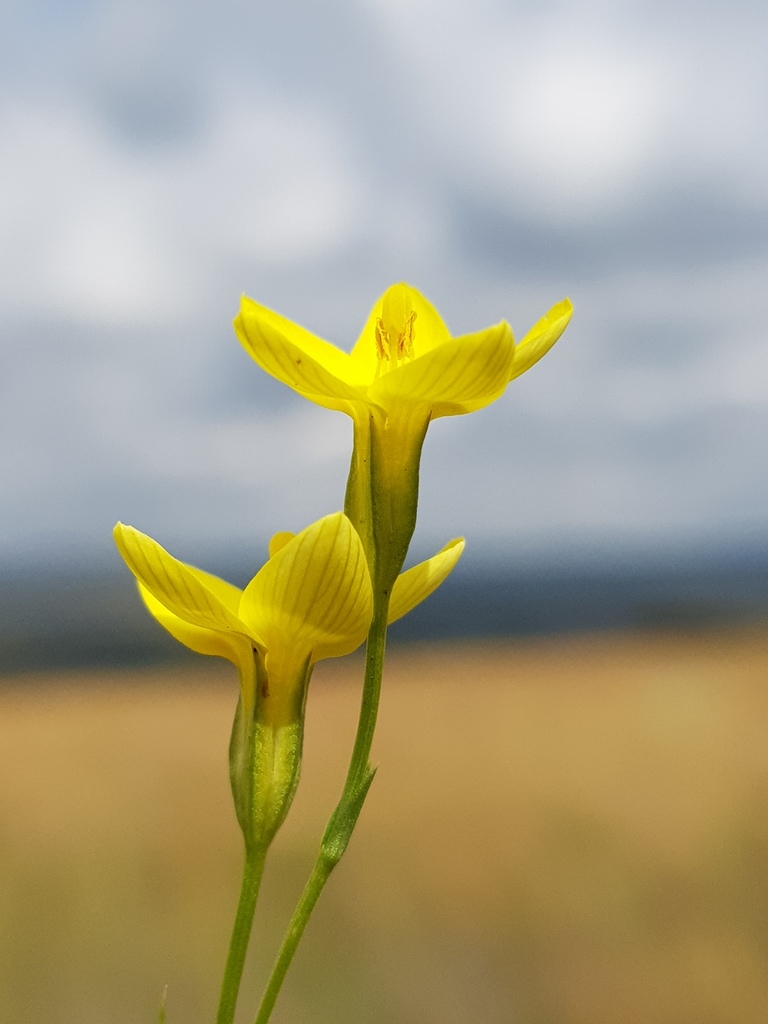 Sebaea filiformis