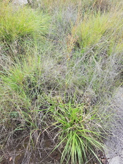 Triraphis andropogonoides