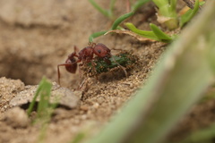 Pogonomyrmex subdentatus