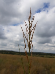 Triraphis andropogonoides