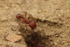 Pogonomyrmex subdentatus