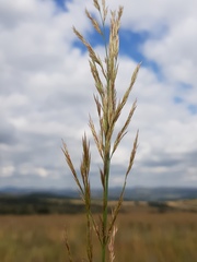 Triraphis andropogonoides