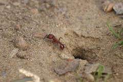 Pogonomyrmex subdentatus