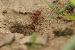Pogonomyrmex subdentatus