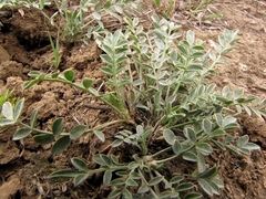 Astragalus scaberrimus