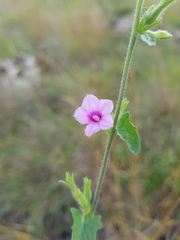 Convolvulus sagittatus