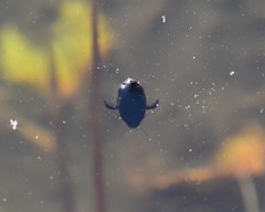 Thermonectus basillaris