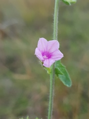 Convolvulus sagittatus