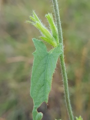 Convolvulus sagittatus
