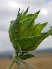 Barleria macrostegia