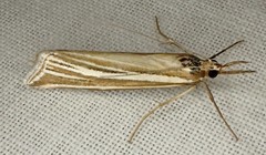Hednota relatalis