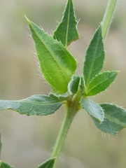 Barleria macrostegia
