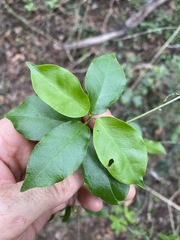 Leichhardtia micradenia