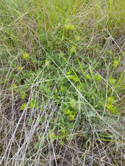 Barleria macrostegia