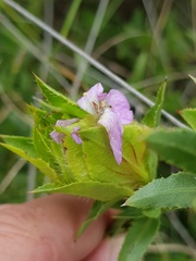 Barleria macrostegia
