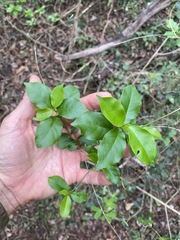 Leichhardtia micradenia