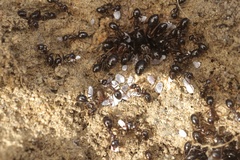 Formica subpolita