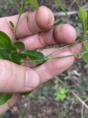 Leichhardtia micradenia