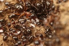 Formica subpolita