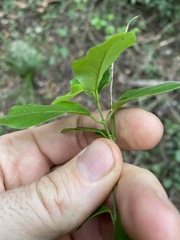 Leichhardtia micradenia
