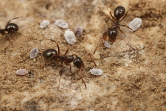Formica subpolita