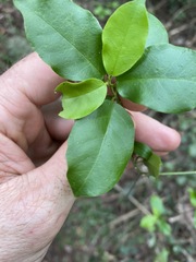 Leichhardtia micradenia