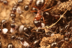 Formica subpolita