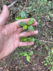 Leichhardtia micradenia