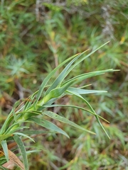 Dracophyllum pubescens