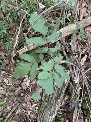 Cupaniopsis tomentella