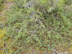 Dracophyllum pubescens