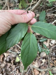 Alangium polyosmoides