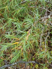 Dracophyllum pubescens