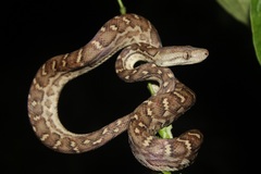 Chilabothrus striatus