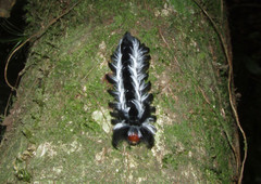 Apatelodidae