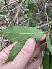 Alangium polyosmoides